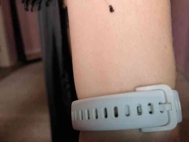 LadyMariaNylons, live webcam girl, age 39, from Россия, streaming now, anaal spelen, dansen