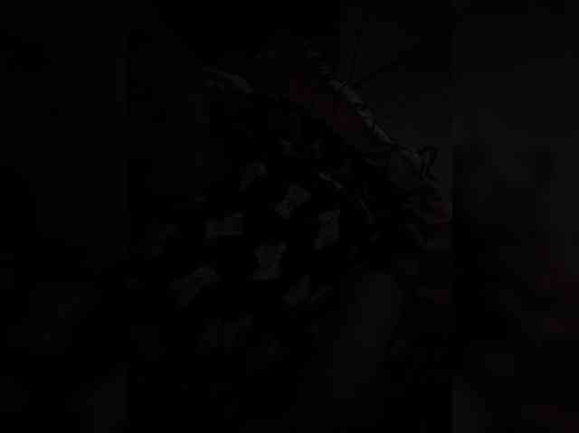 AmberLove12, live webcam girl, age 35, from BULGARIA, streaming now, anaal spelen, kontvingeren